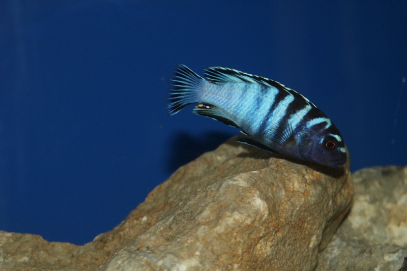 Chindongo minutus 'Lion's Cove'